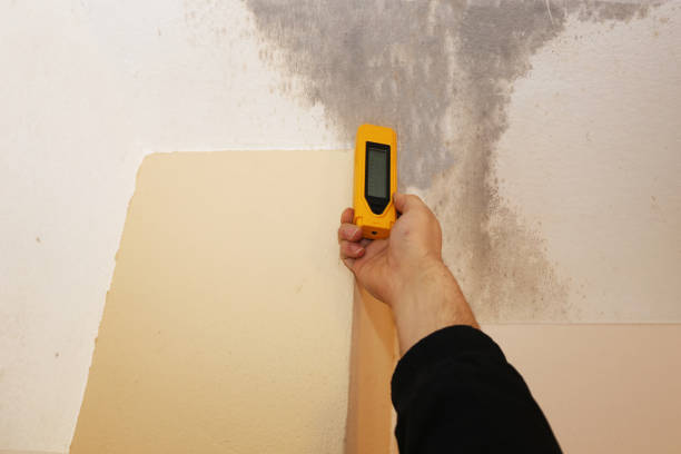 Biohazard Mold Removal in Council Bluffs, IA