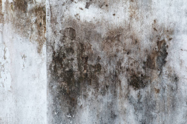 Dehumidification Services in Council Bluffs, IA
