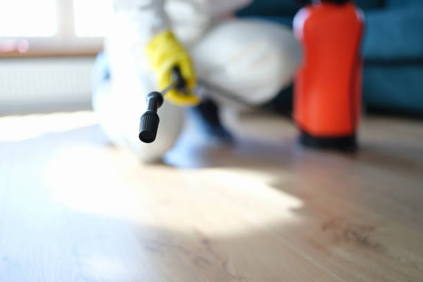 Best Black Mold Removal  in Council Bluffs, IA