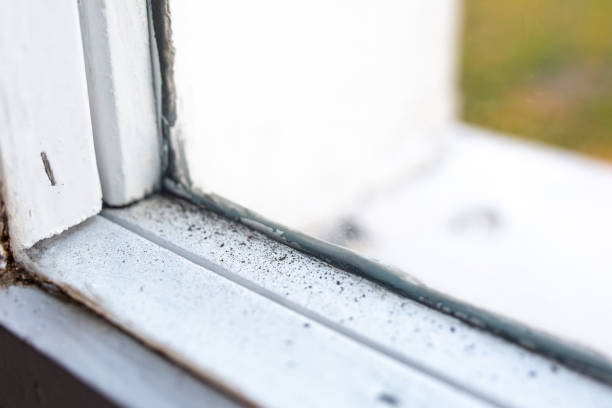 Best Mold-Related Health Consultation  in Council Bluffs, IA