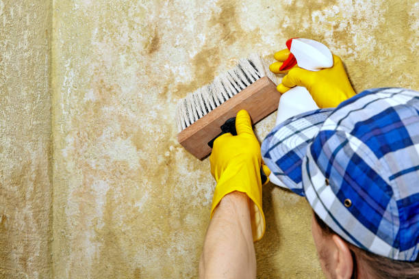 Best Mold Damage Restoration  in Council Bluffs, IA