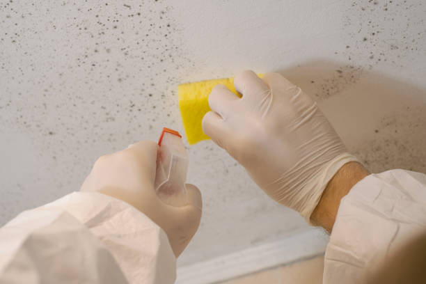 Best Biohazard Mold Removal  in Council Bluffs, IA