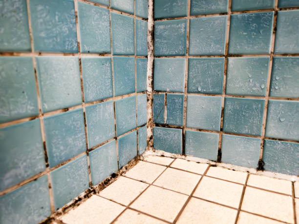 Best Commercial Mold Inspection  in Council Bluffs, IA