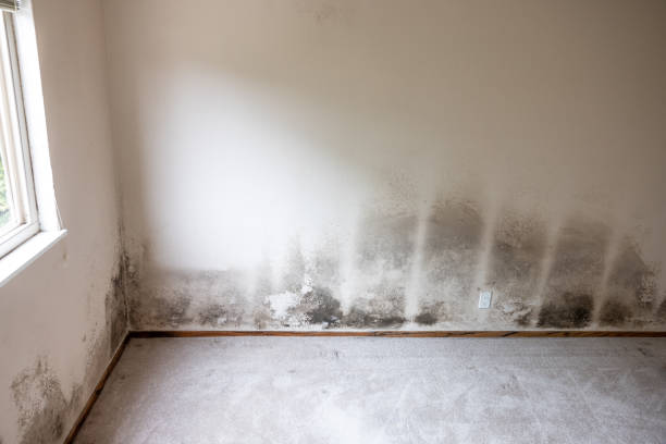 Best Crawl Space Mold Remediation  in Council Bluffs, IA