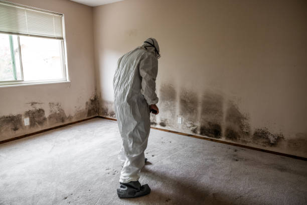 Best Mold Odor Removal Services  in Council Bluffs, IA
